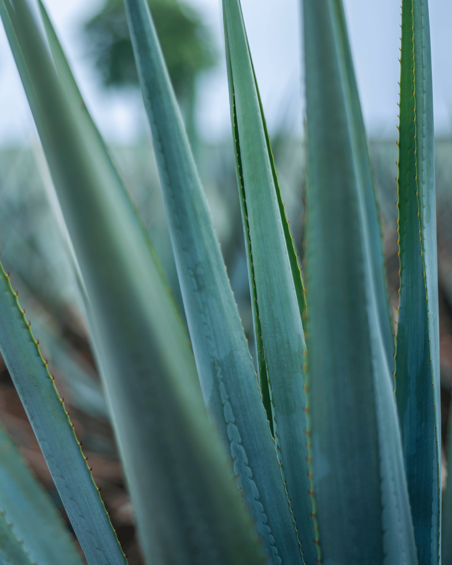 Agave Sisal for plant-based shoes