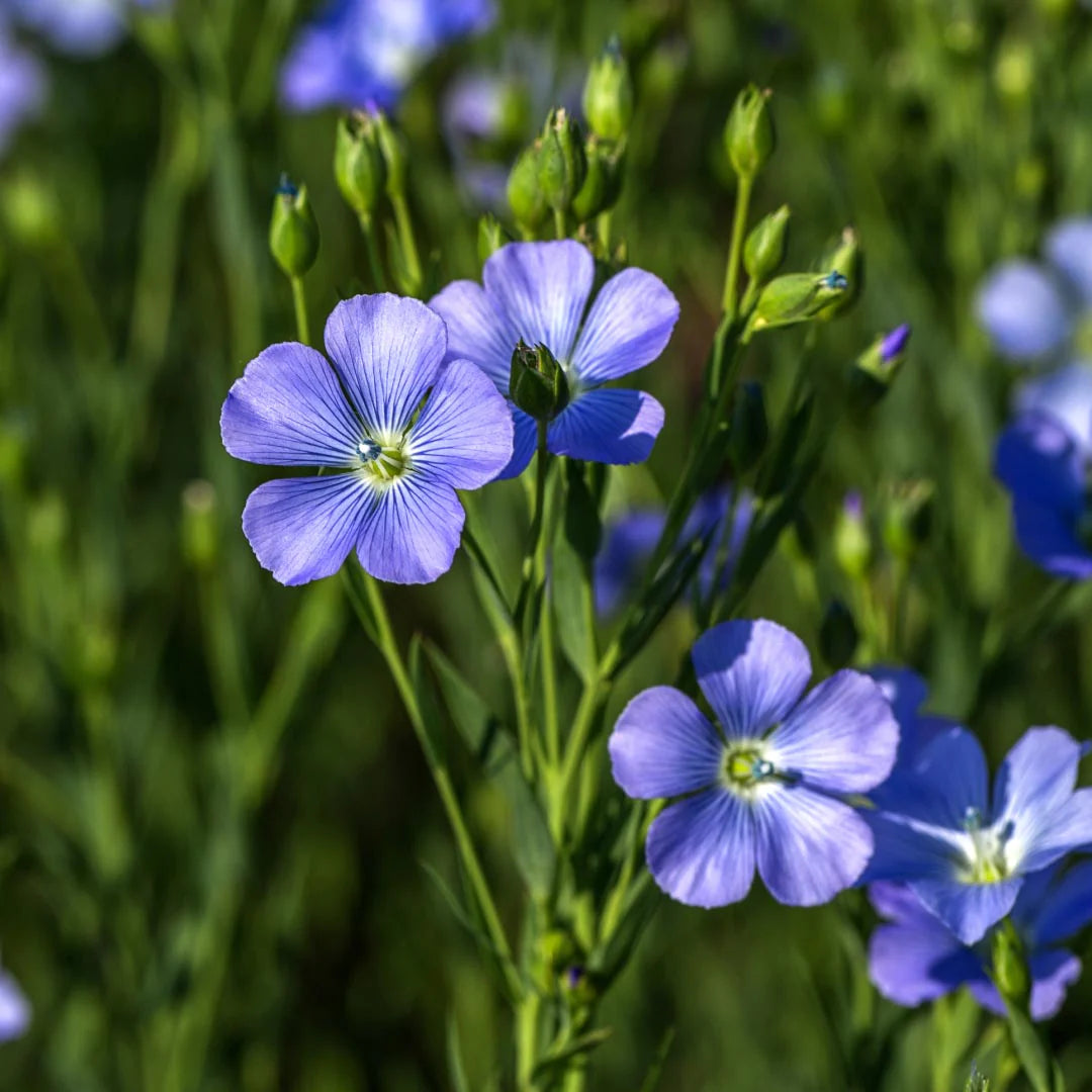 Flax plant used for plant-based shoes